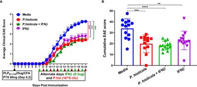 Human Commensal Prevotella histicola Ameliorates Disease as Effectively as Interferon-Beta in the Experimental Autoimmune Encephalomyelitis